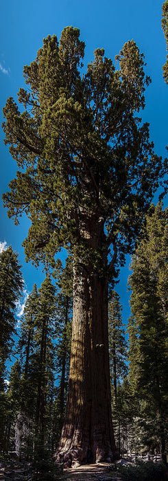 The Largest Living Tree:  The General Sherman Giant Sequoia