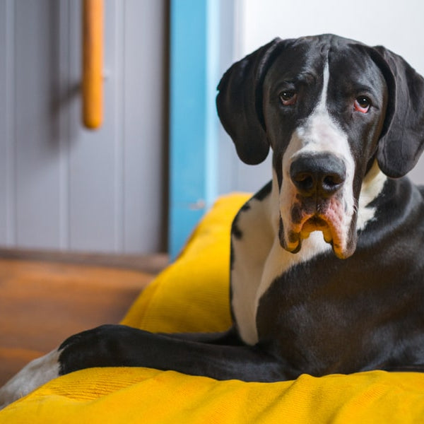 Great Dane sitting on a pillow