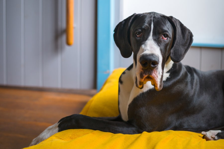 Great Dane sitting on a pillow