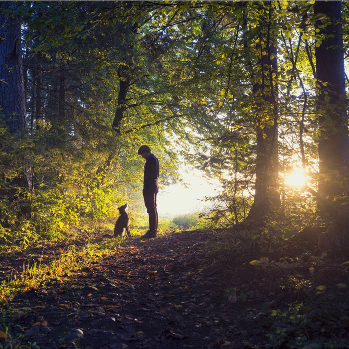 What to Do When Your Beloved Pet Passes Away