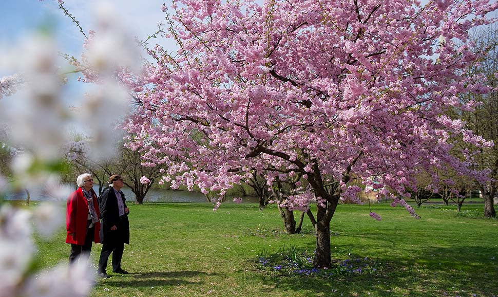 Flowering Cherry Tree History