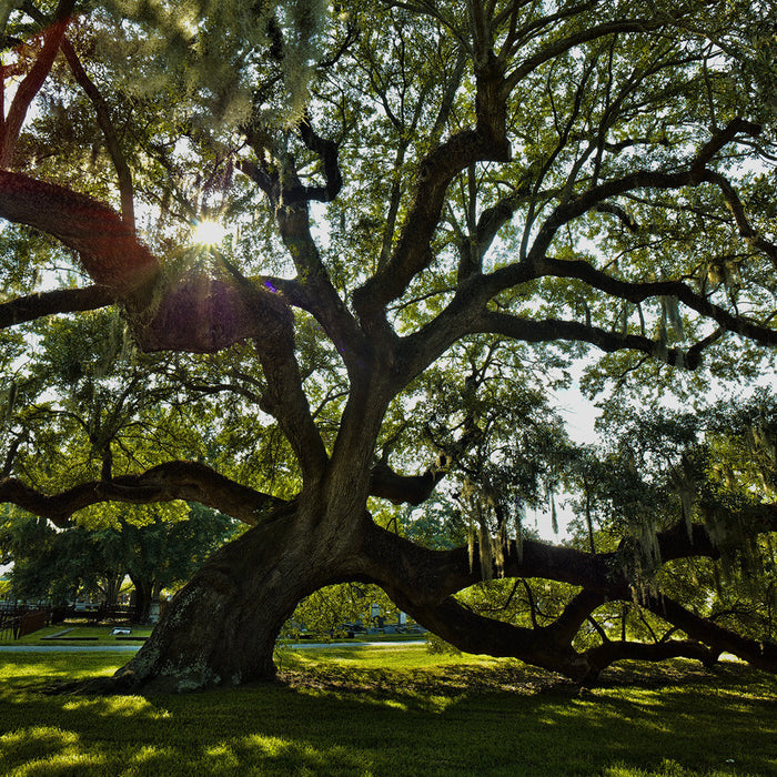 How to Determine the Age of a Tree