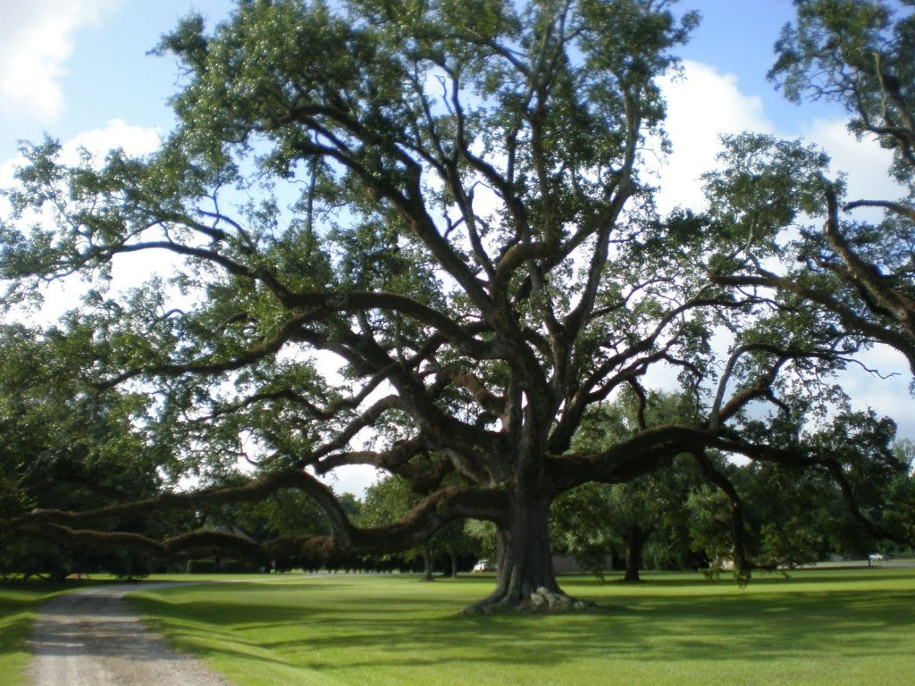 Southern Live Oak:  The Majestic Tree