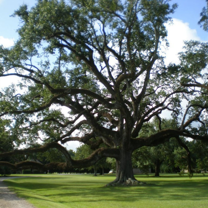 Southern Live Oak:  The Majestic Tree