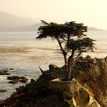 Pebble Beach's Famous Lone Cypress Tree