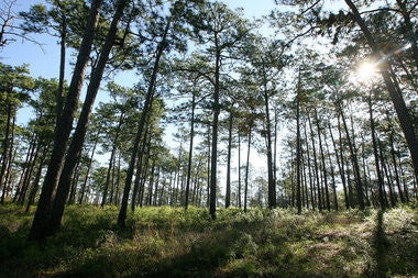 Longleaf Pine:  The Resiliant Conifer
