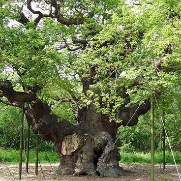The 'Major Oak' in the Sherwood Forest