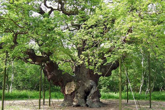 The 'Major Oak' in the Sherwood Forest