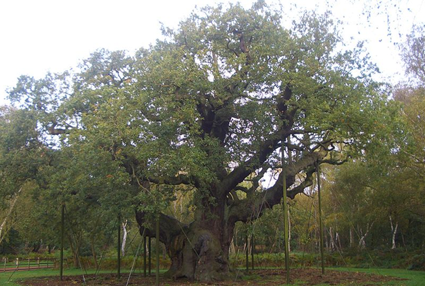 The Major Oak