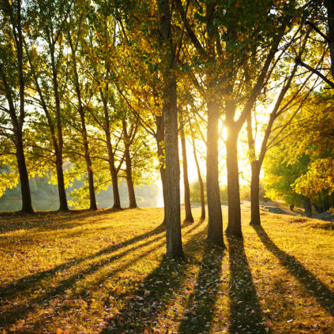 memory forest