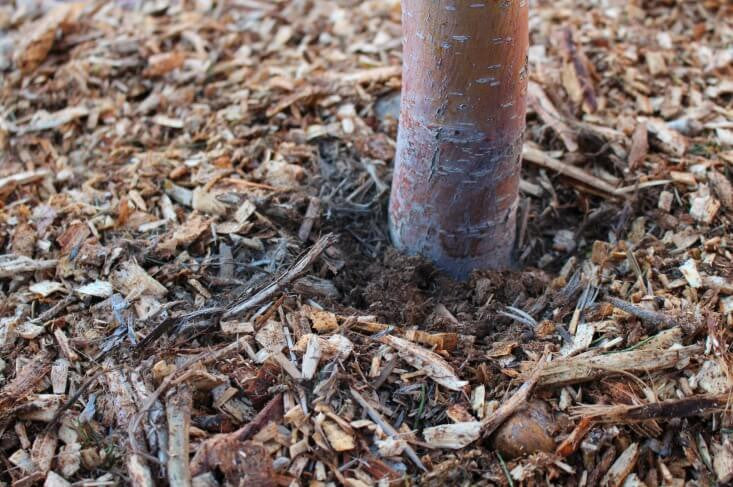 Why Mulching is Important for Trees