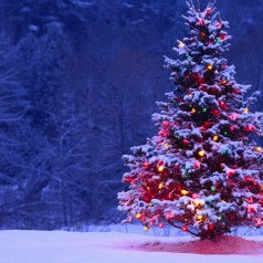 Why Christmas Trees? Learn About Christmas Trees