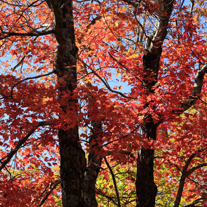 The Beautiful Northern Red Oak