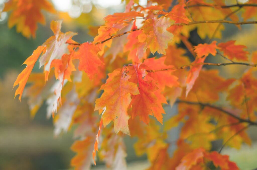Northern Red Oak: A Dense Crown and Brilliant Red Fall Colors — The ...