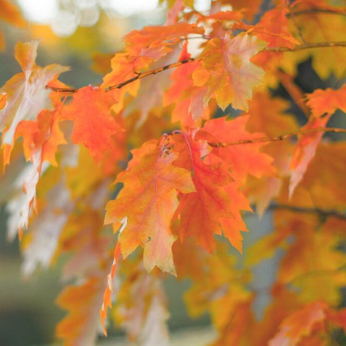 Northern Red Oak: A Dense Crown and Brilliant Red Fall Colors
