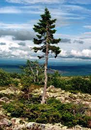 A 9,550 Year-Old Norway Spruce Tree!