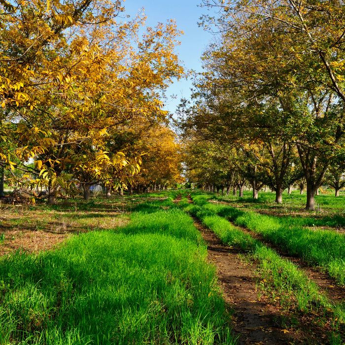 Pecan Tree: Our Nation's Most Important Nut Producer