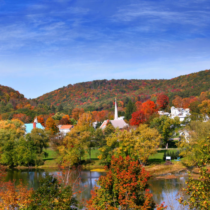 Eastern Hemlock trees