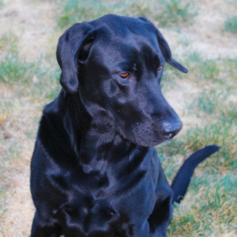 Pet Cremation vs. Burial - Which One Do We Choose?