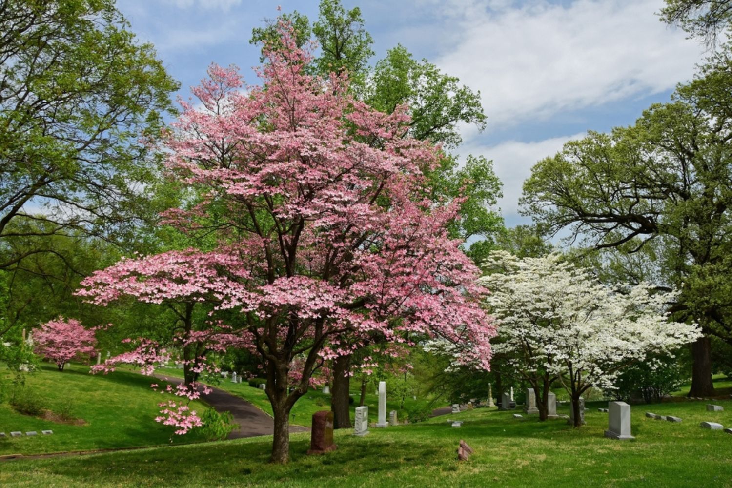 pink dogwood tree