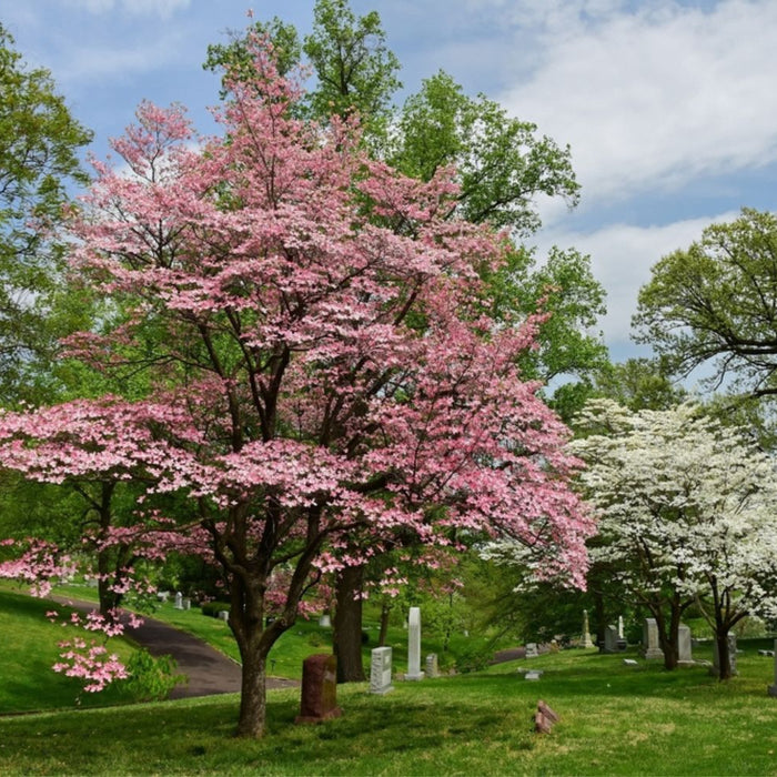 pink dogwood tree