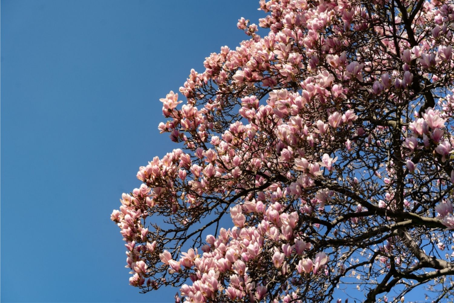 Pink flowers on a Magnolia tree