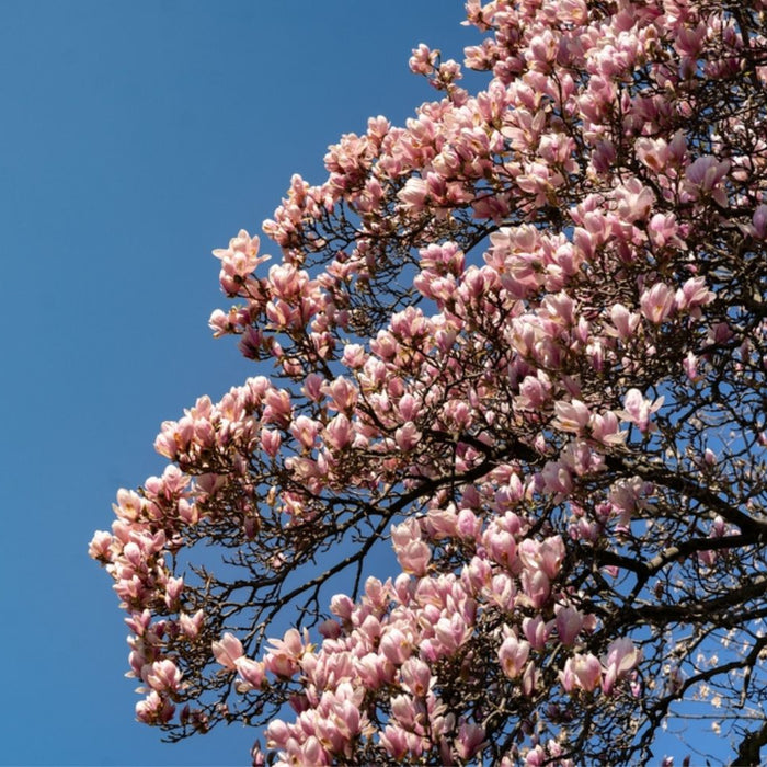Pink flowers on a Magnolia tree
