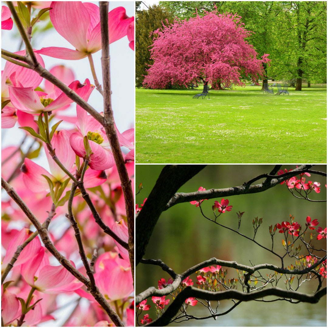 Pink Dogwood: One of Our Most Popular Trees and a Stunning Beauty!