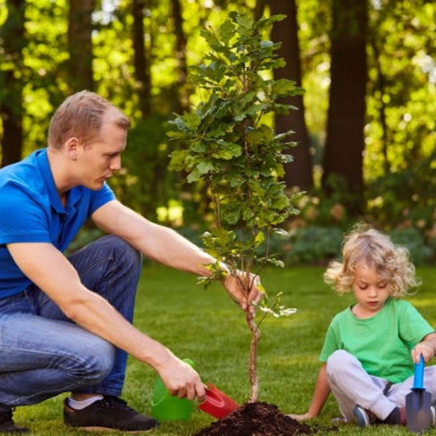 planting cremation ashes