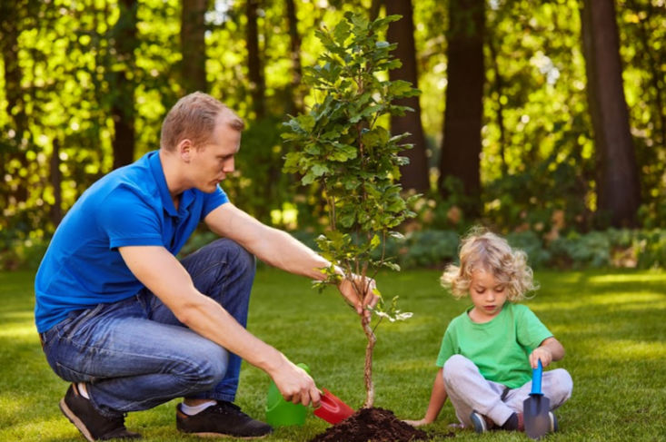Planting Cremation Ashes the Right Way  The Living Urn