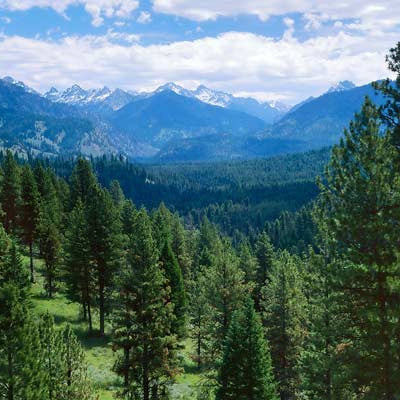 Interesting Facts About Trees