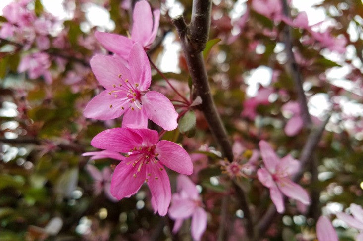 Prairifire Flowering Crabapple: A True Beauty!