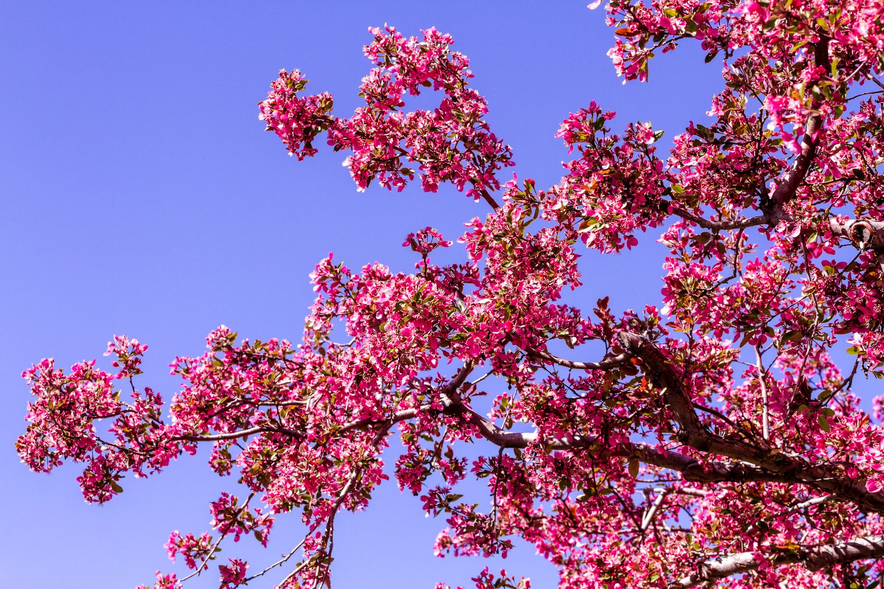 Prairifire Flowering Crabapple:  A Truly Stunning Tree