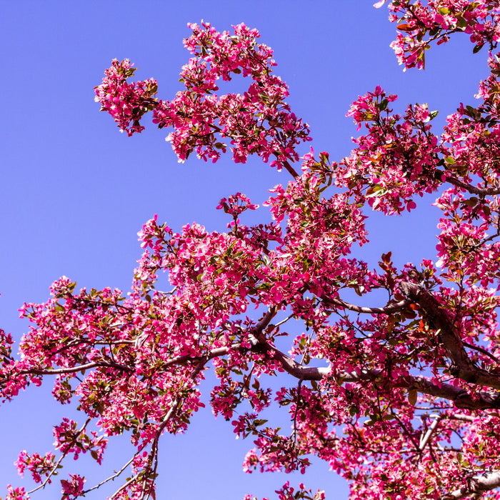 Prairifire Flowering Crabapple:  A Truly Stunning Tree