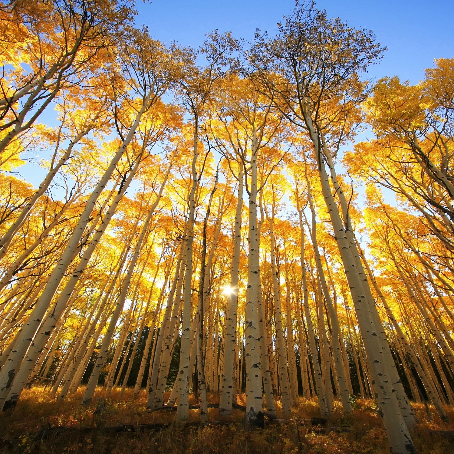 The Oldest Aspens on Earth