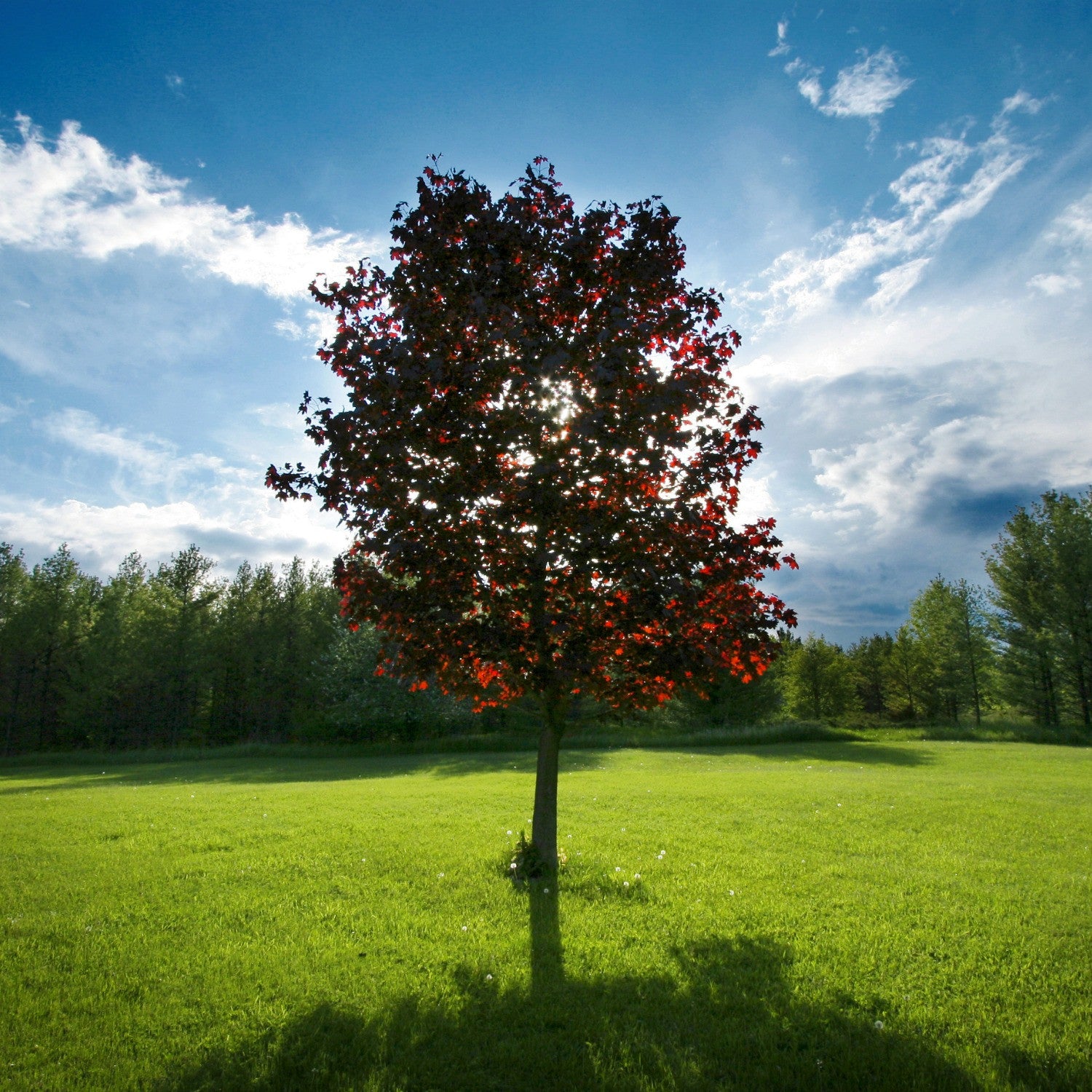 The Red Maple - Vivid Year-Round Color!