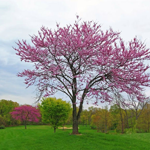 redbud memorial