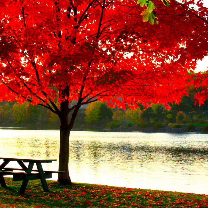 The Vibrant Red Maple