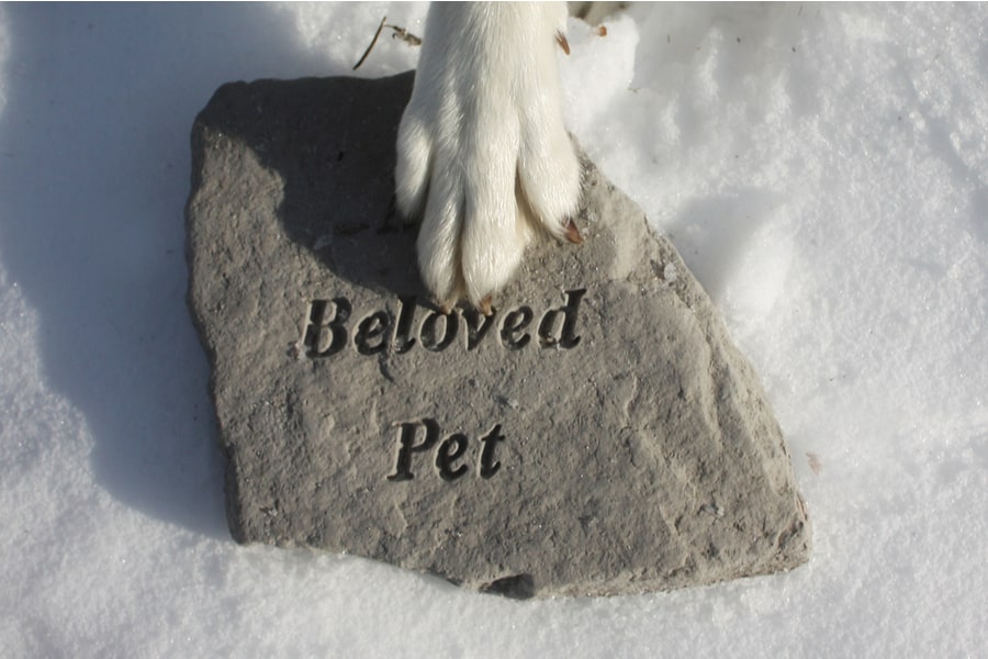 remembering a pet who has died
