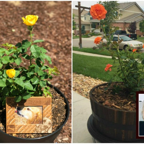 Plant Roses with The Living Urn to Create a Beautiful Memorial