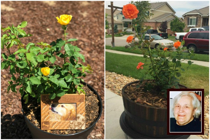 Plant Roses with The Living Urn to Create a Beautiful Memorial