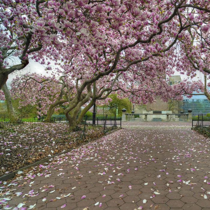 Saucer Magnolia: A Landscape Show Stopper!