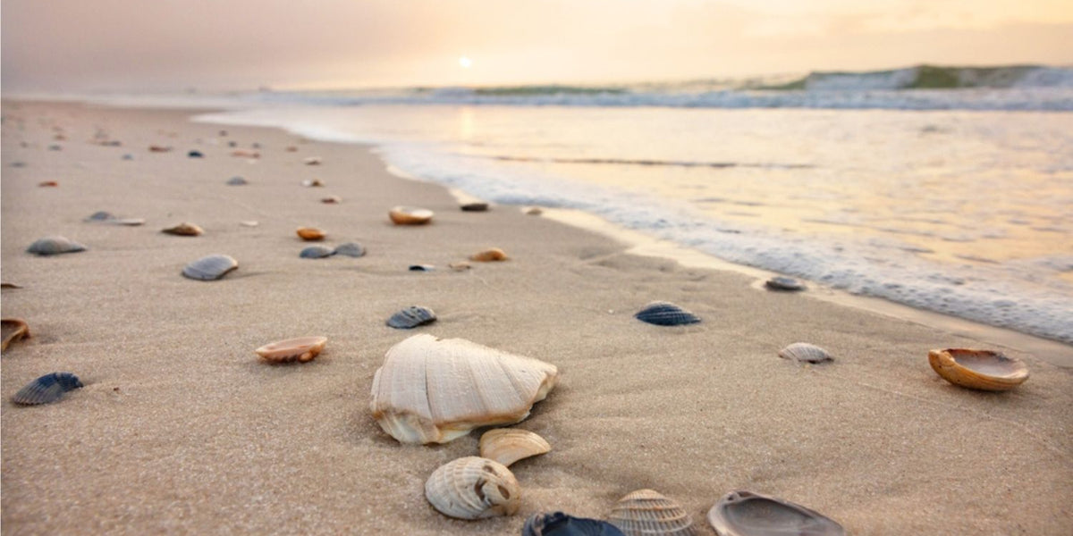 Cremation Urns: Seashell Cremation Urn Guide — The Living Urn