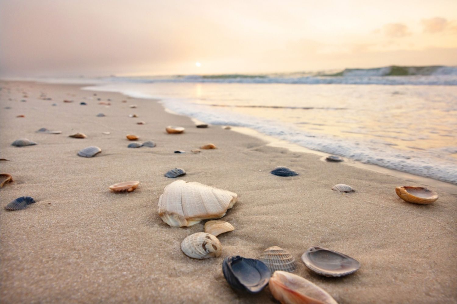 Pretty seashells dot the sands of Gulf Shores Alabama