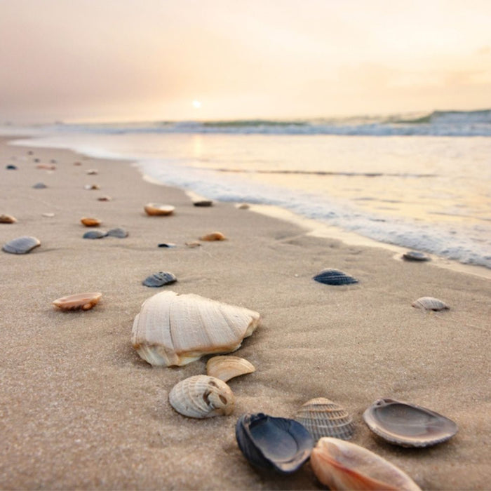 Pretty seashells dot the sands of Gulf Shores Alabama