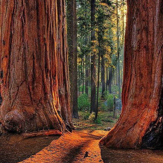 Fire and Giant Sequoia Regeneration