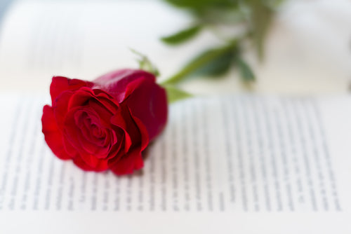 Red Rose on Book
