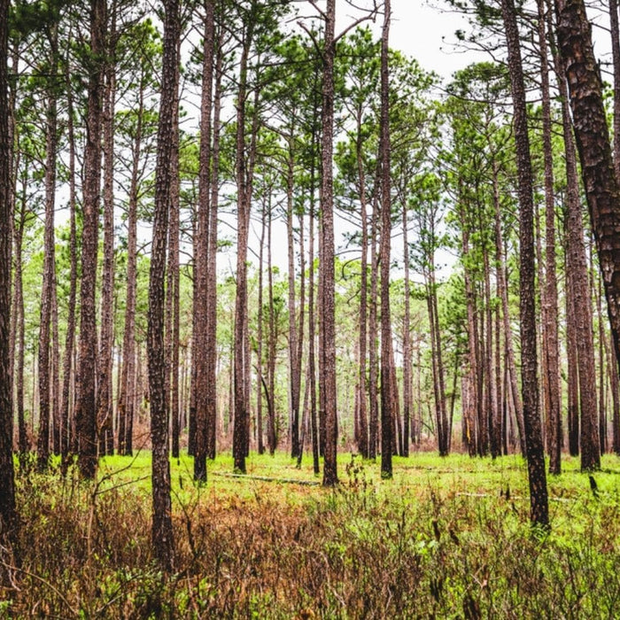 Southern Long Leaf Pine Forest