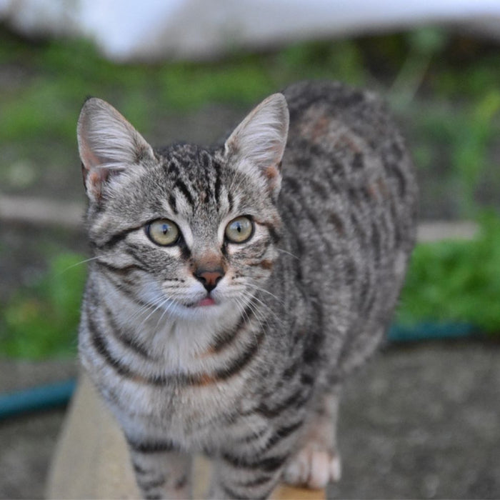 gray tabby cat