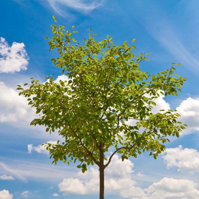 how to become a tree when you die